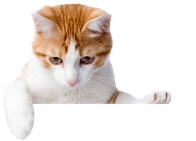 cat contour